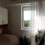Pavo * Zára